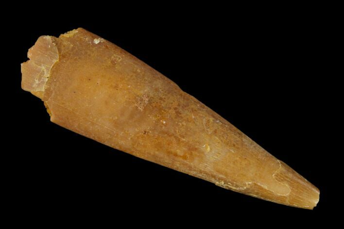 Fossil Pterosaur (Siroccopteryx) Tooth - Morocco #134667